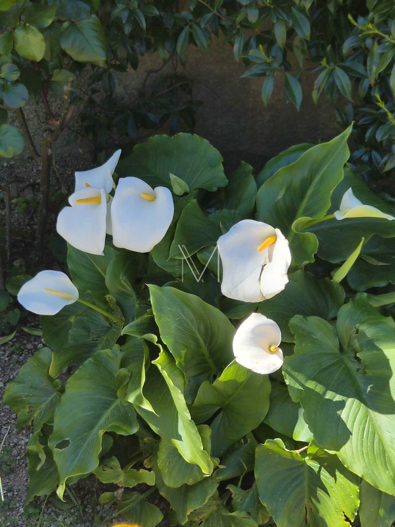 Image_7, Maison, Le Plan-de-la-Tour, ref :VMA10000785