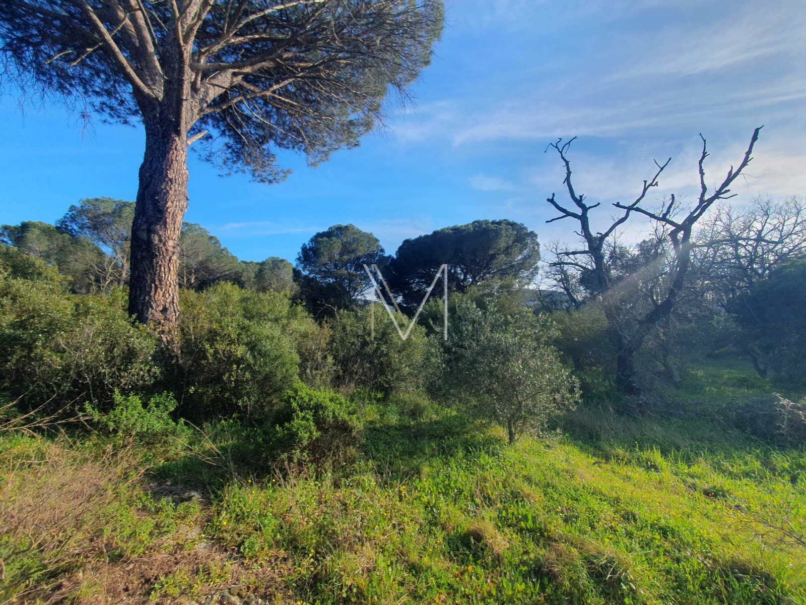 Image_5, Terrain agricole, Le Plan-de-la-Tour, ref :VTE10000664